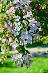 Apple tree in blossom