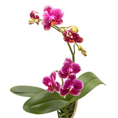Violet streaked orchid flower.