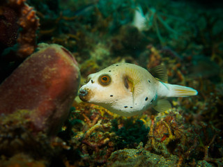 Underwater, Blackspotted Pufferfish