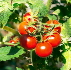 Growth red tomato.
