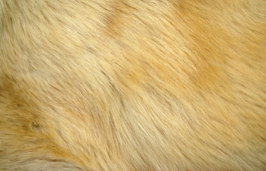 modern dog's fur texture background