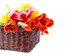 Fototapeta na wymiar tulips in a wicker basket
