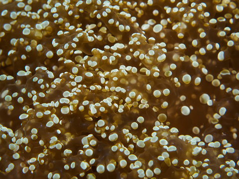 Coral pattern