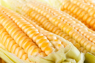 close up of fresh corn