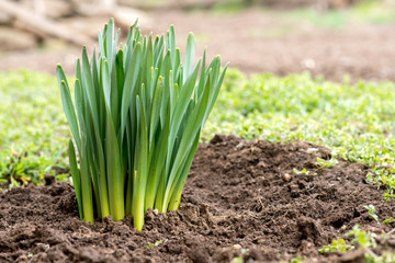 Sprouted spring flowers daffodils in early spring garden