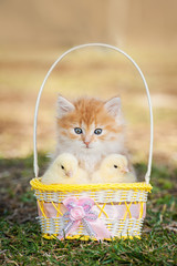 Adorable little kitten with chicks sitting in the basket