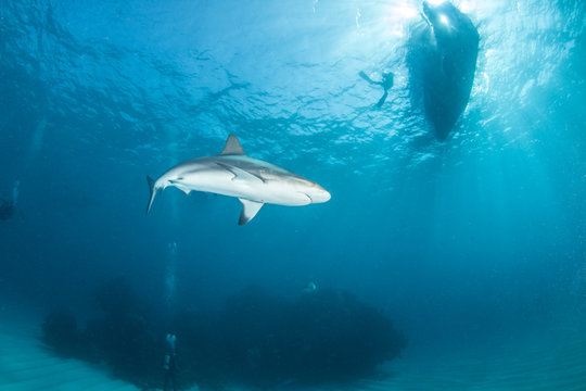 Caribbean reef shark
