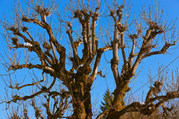 Old tree