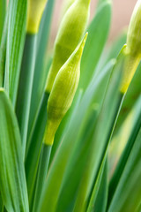 Sprouted spring flowers daffodils in early spring garden - vertical orientation