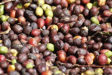Coffea canephora berries