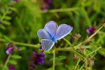 Fototapeta premium blue adonis butterfly