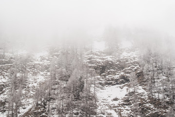 Snowy mountain pine in mist