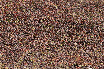 Ethiopian coffee berries