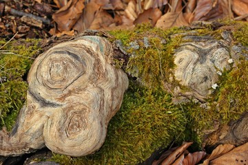 Zwei verwunschene Kobolde schauen aus einer Baumwurzel