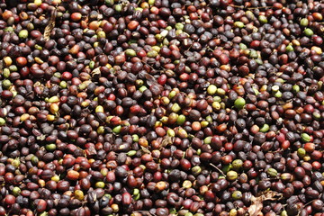 Coffee berries