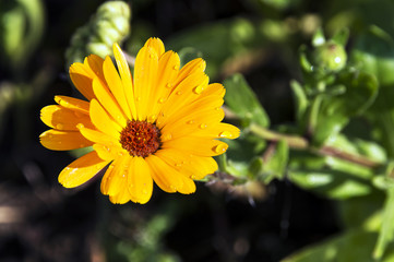 Календула на даче.(лат. Сalendula officinalis)