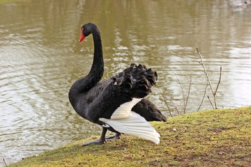 Obraz premium Männlicher Trauerschwan (Cygnus atratus) 