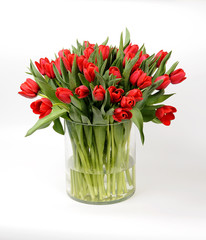 Red tulips in a glass vase