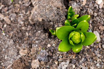 Sprouted spring flowers daffodils in early spring garden - top view