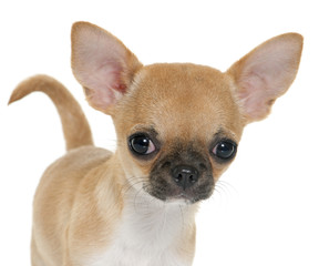 puppy shorthair chihuahua
