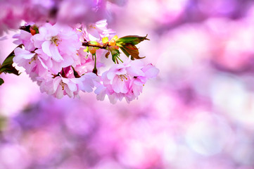 Spring in Stockholm, Cherry trees