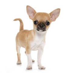 Obraz premium puppy shorthair chihuahua