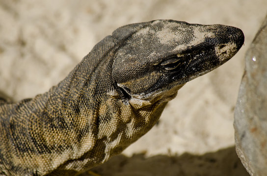 rosenberg monitor