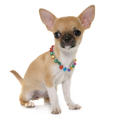puppy shorthair chihuahua