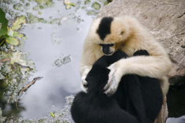 Obraz premium white faced gibbon