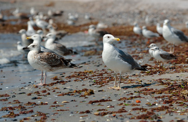Seagull on the beach
