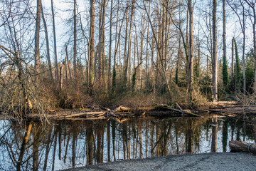 Obraz premium Spring Trees Reflection 3