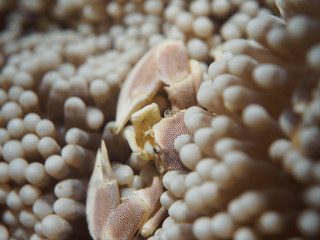 Porcelain Crab on Anemone