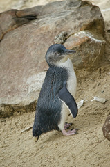 Obraz premium fairy penguin
