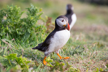 Skomer Island