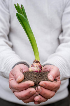 soil and plant in cupped  hands