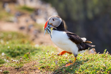 Skomer Island