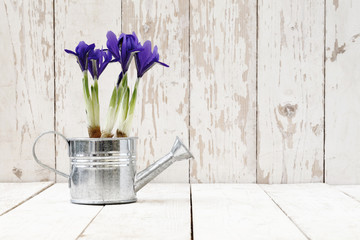springtime, iris potted flowers in watering can on wooden white