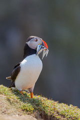 Naklejka premium Puffin Skomer Island