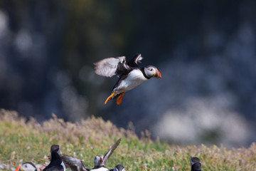 Puffin Skomer Island