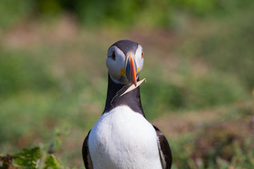 Puffin Skomer Island