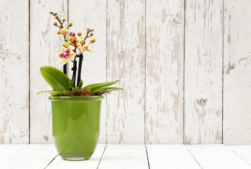 printemps, iris crocus et fleurs d& 39 orchidées dans un panier sur blanc en bois