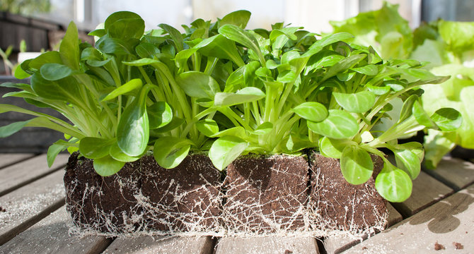 Plants de m&acirc;che