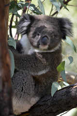 koala joey