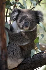 Tableaux ronds sur aluminium brossé Koala koala joey