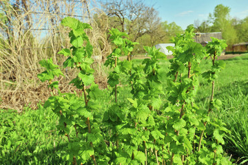 Fototapeta na wymiar Black currant bush with lush spring green leaves