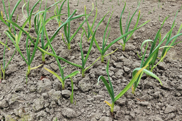 Patch with garlic. Growing garlic in garden