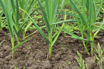 Obraz premium Patch with garlic. Growing garlic in garden