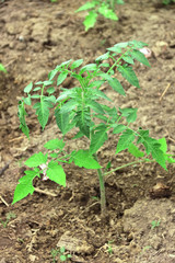 Young tomato plant. Growing tomato in garden