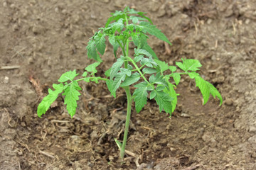 Young tomato plant. Growing tomato in garden