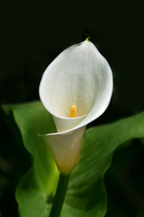 White calla lilies